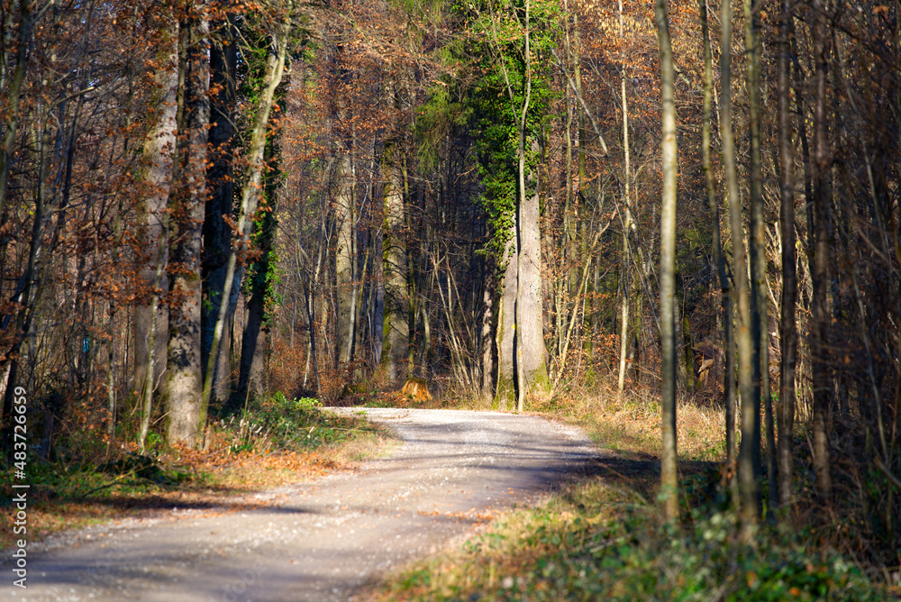 Fototapeta premium Winding rural gravel road in the woods with focus on background near the airport on a sunny winter day. Photo taken January 26th, 2022, Zurich, Switzerland.