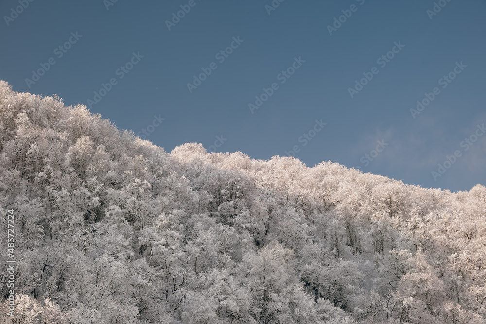 Vibrant winter vacation background with trees covered by heavy snow against blue sky with copy space