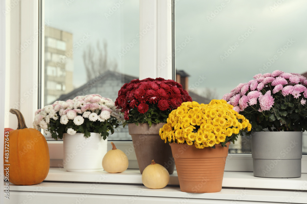 Beautiful potted chrysanthemum flowers and pumpkins on windowsill indoors