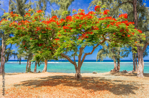 Flamboyant sur plage face au lagon de Saint-Leu, île de la Réunion 