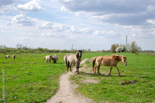 horses on the meadow © U915 Figurines