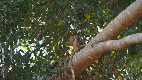 Buffy Fish Owl, Ketupa ketupu seen on a big branch while the wind blows so hard as it looks to its left then starts preening it feathers on its breast in Khao Yai National Park, Thailand. photo