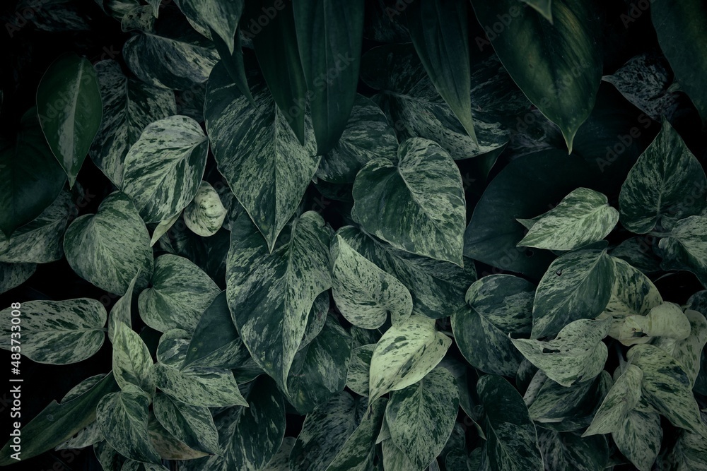 green leaves texture and background green leaves texture and background