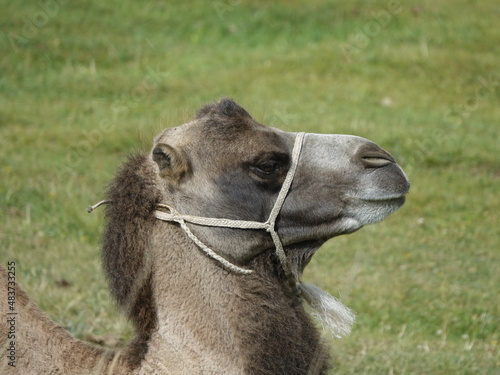 A young sheared Bactrian camel. In the mountains of Kyrgyzstan