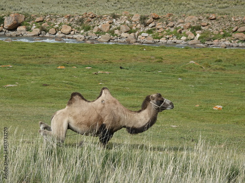 A young sheared Bactrian camel. In the mountains of Kyrgyzstan