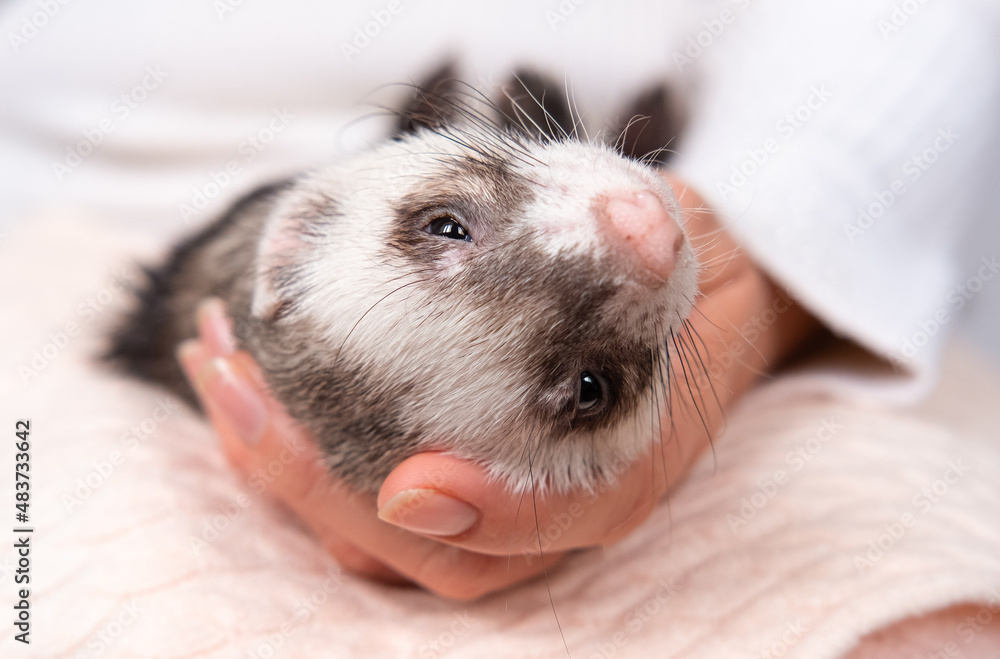 Portrait of a cute domestic ferret in the girl's hand Woman and a pet concept. Portrait of a cute domestic ferret in the girl's hand Woman and a pet concept.