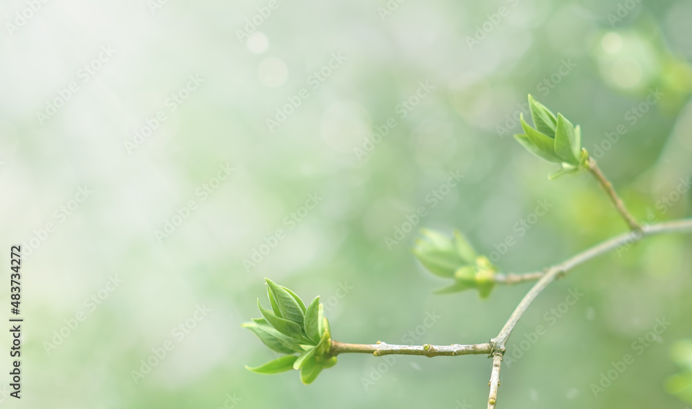 Green leaves in selective focus in the rays of light. Spring background Green leaves in selective focus in the rays of light. Spring background