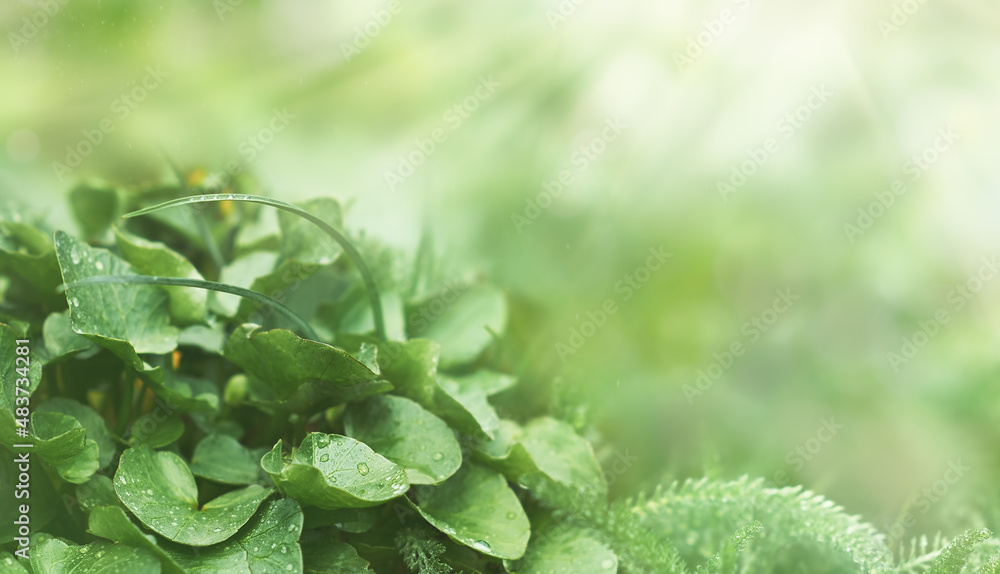 Green leaves with raindrops Green leaves with raindrops