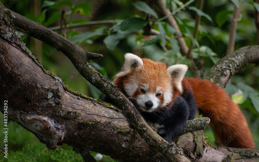 Naklejka premium Red panda (Ailurus fulgens), also known as lesser panda, laying down on a tree branch staring down on the floor beneath him