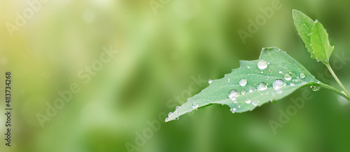 Spring banner with green leaf and water drops