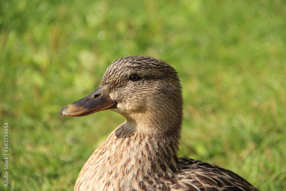 duck duck