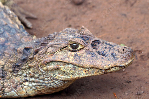 closeup focusing on the face of the Broad-snouted caiman (Caiman latirostris) on a brownish wet earth background