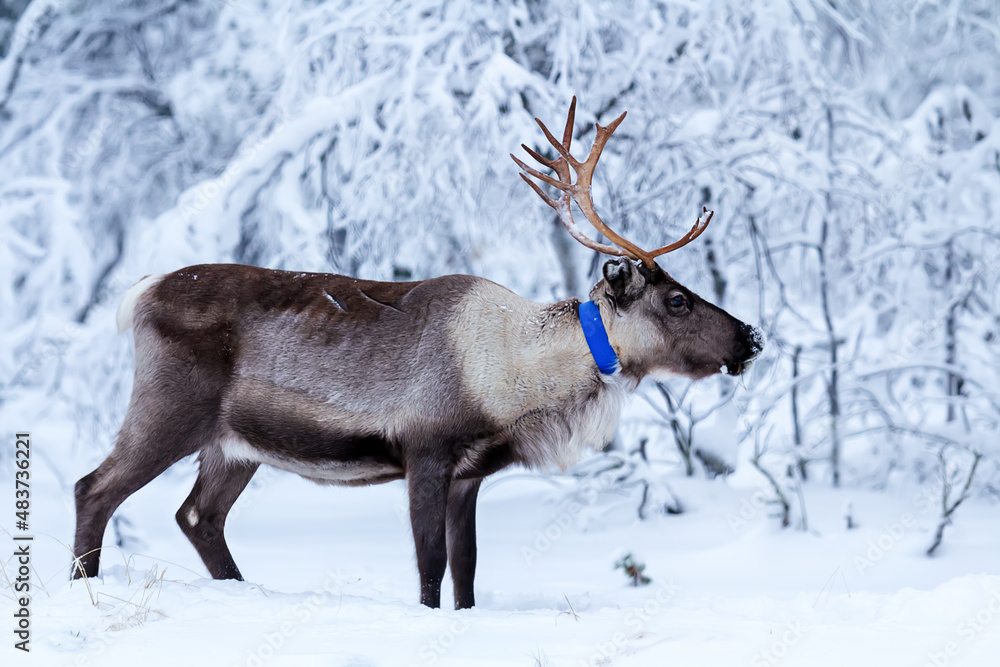 Finnish forest reindeer near the winter forest. Trees in the snow. Finland Finnish forest reindeer near the winter forest. Trees in the snow. Finland
