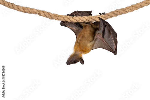 Young adult flying fox, fruit bat aka Megabat of chiroptera, hanging side ways on sisal rope. Looking down. Isolated on white background.