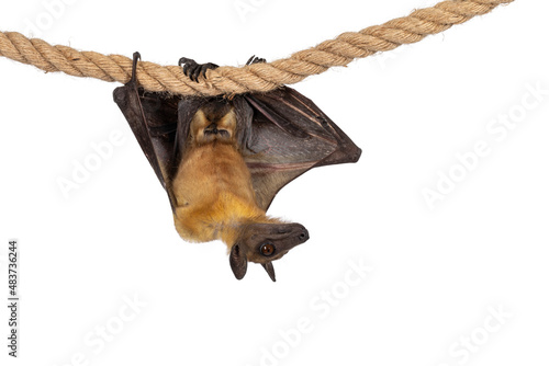 Young adult flying fox  fruit bat aka Megabat of chiroptera  hanging facing camera on sisal rope with both wings folded. Looking to the side away from camera. Isolated on white background.
