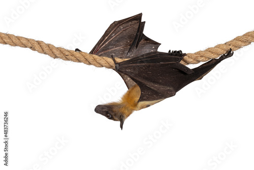 Young adult flying fox, fruit bat aka Megabat of chiroptera, moving over sisal rope from right to left. Looking to the side away from camera. Isolated on white background.