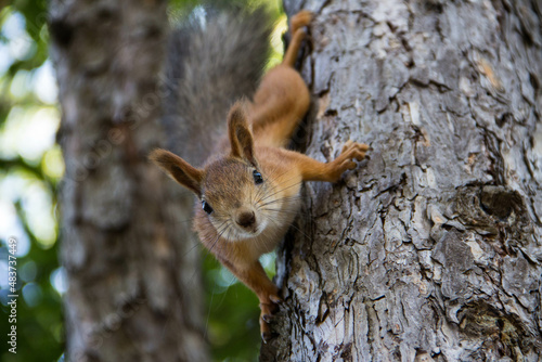 squirrel on tree © Вера Расторгуева