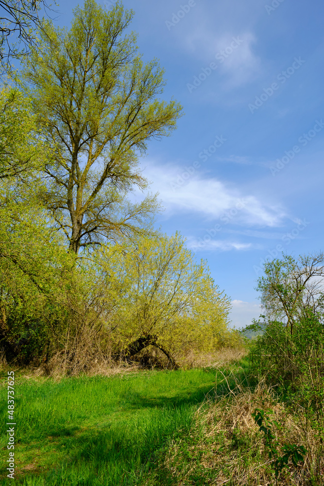Naturschutzgebiet Altmain und Sandmagerrasen bei Limbach, Landkreis Hassberge, Unterfranken, Franken, Bayern, Deutschland