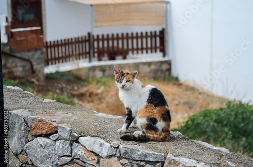 Greecian cat photo