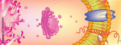 Golgi transport vesicle in biology (process and package proteins and lipid molecules, especially proteins destined to be exported from the cell) photo