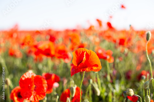 red poppy field, red poppy flowers