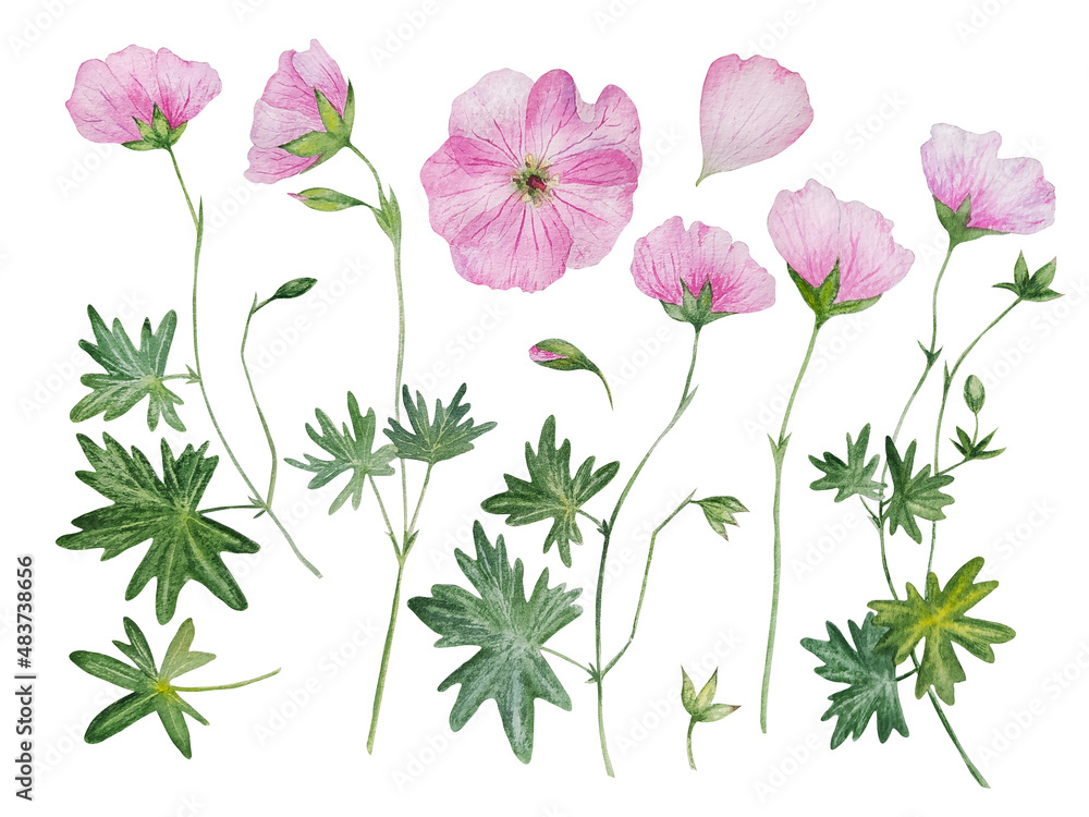 watercolor pink flower geranium set watercolor pink flower geranium set