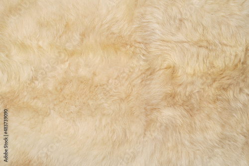 White fluffy animal fur, top view. White goat fur texture