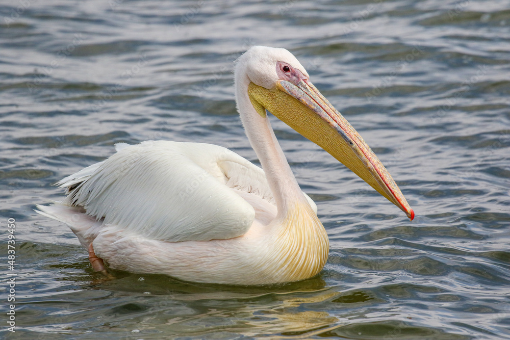 Great White Pelican, Walvis Bay, Namibia Great White Pelican, Walvis Bay, Namibia
