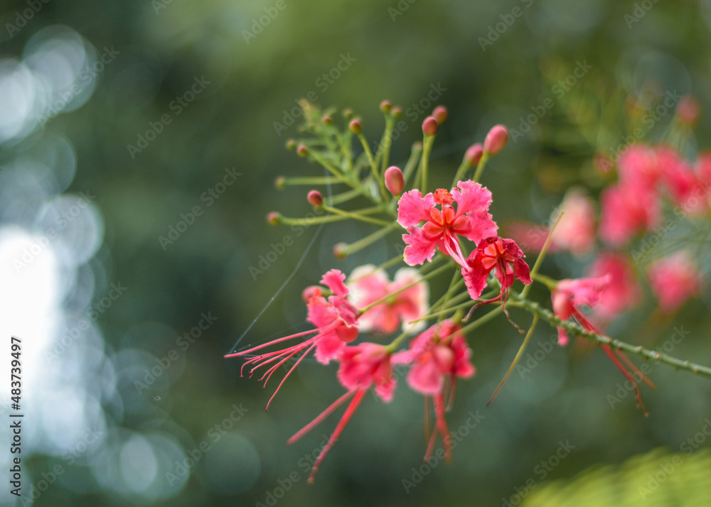 red flowers in the garden