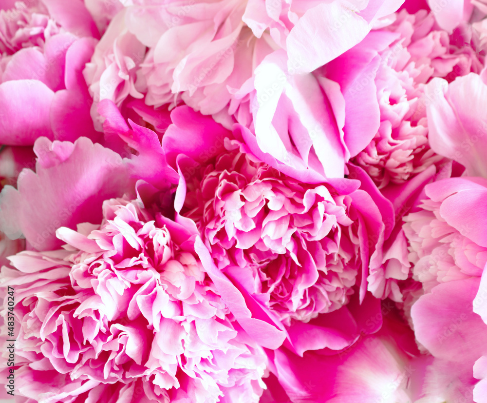 Floral pattern made of pink peonies. Flat lay, top view. Valentine's background. Floral pattern. The pattern of flowers. Flowers pattern texture.
