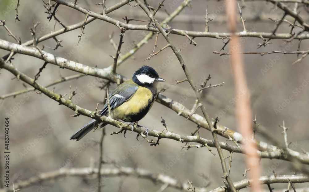 Great Tit on Mount Ulia, Euskadi Great Tit on Mount Ulia, Euskadi