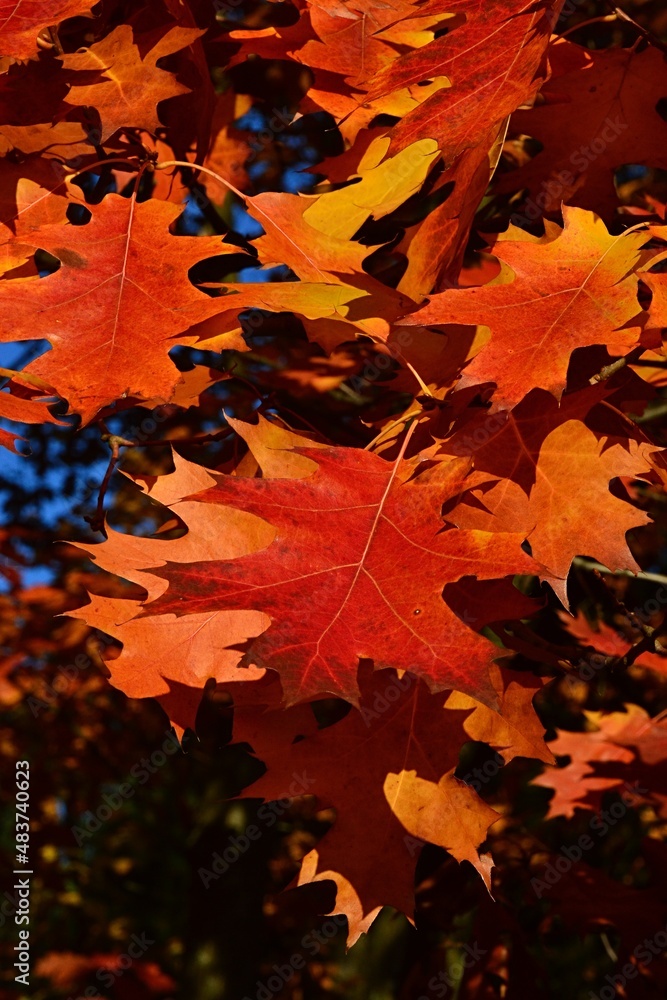 Fototapeta premium Yellow to orange to red alternate lobed autumn leaves of Northern Red Oak, latin name Quercus Rubra, in afternoon sunshine.