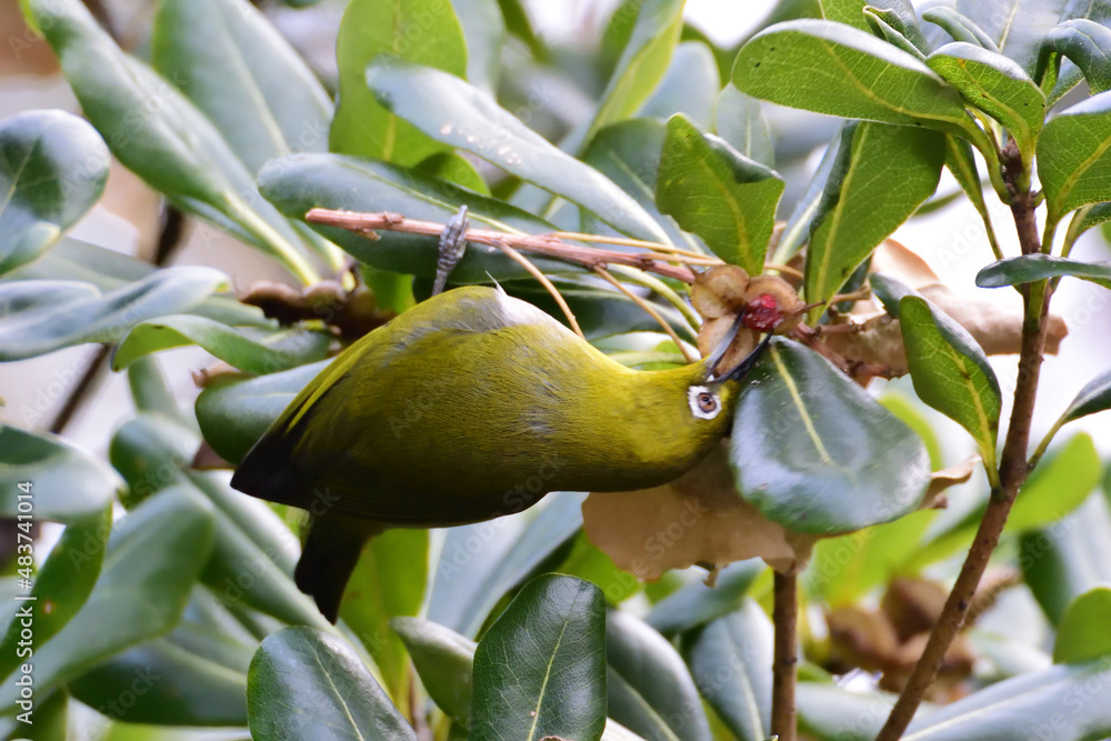 Obraz premium メジロ