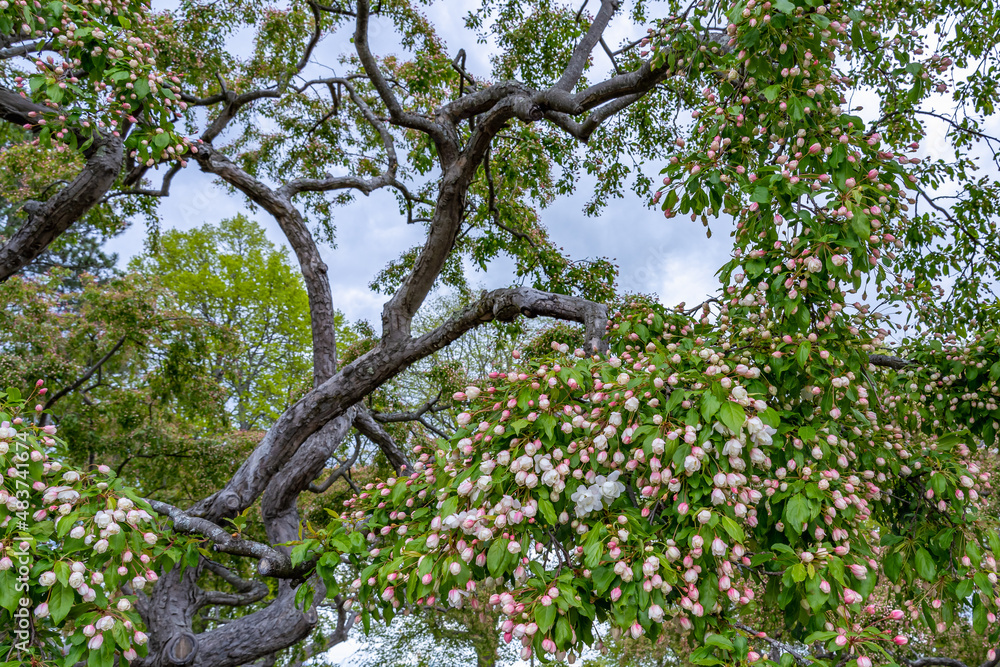 Fototapeta premium Branches are profusely strewn with white-pink tender buds of old flowering Crabapple (Malus) tree against a cloudy sky in New England spring. Portsmouth, New Hampshire, USA
