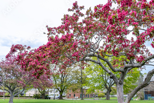 Trees along an alley with lush blossoms of the Redbuds tree in spring in New England. Prescott Park. Portsmouth  New Hampshire  USA