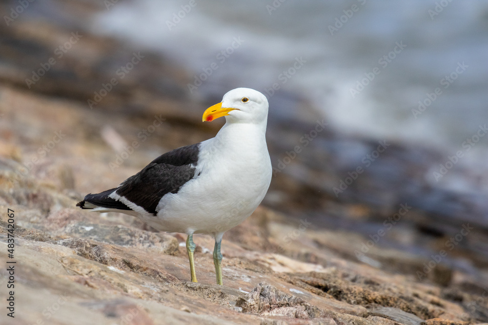 Kelp Gull, Walvis Bay, Namibia Kelp Gull, Walvis Bay, Namibia