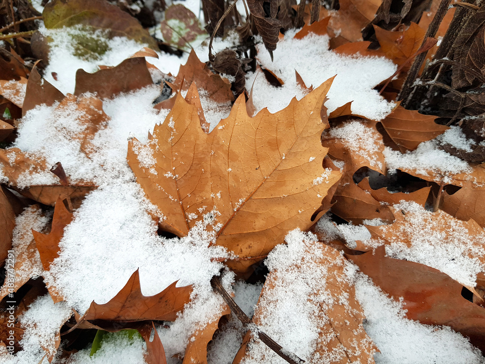 Withered foliage covered with snow. One maple leaf in center, selective focus, close up. First snow day, the beginning of winter concept.