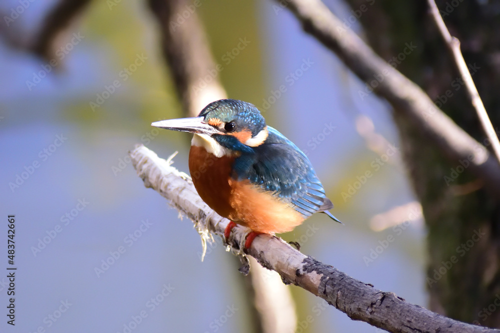 Fototapeta premium カワセミ