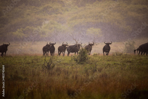 Photography herd of wildebeest