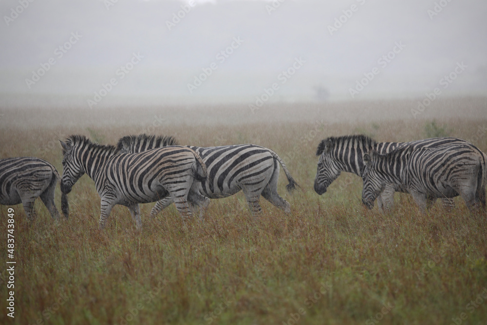 Naklejka premium zebras in the savannah