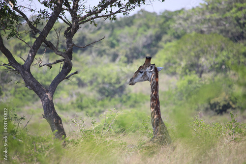 giraffe in the savannah