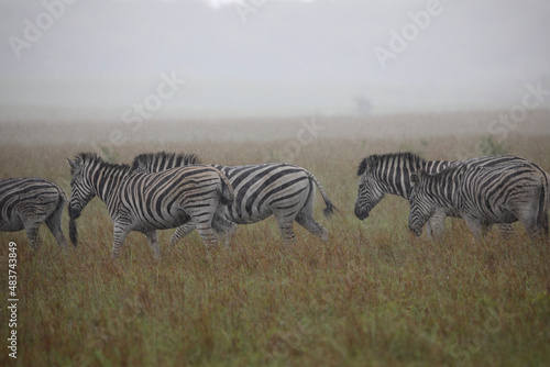 zebras in the savannah