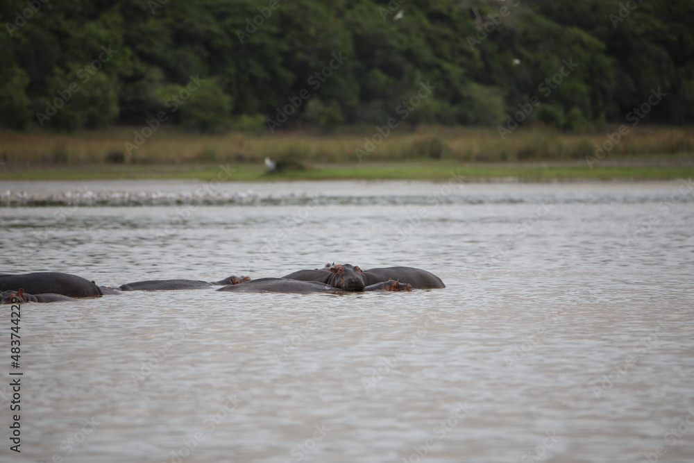 Fototapeta premium hippo in the river
