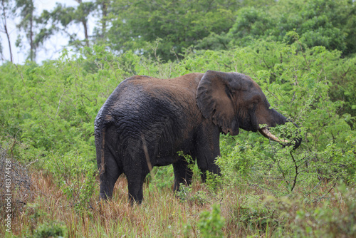 elephant in the wild