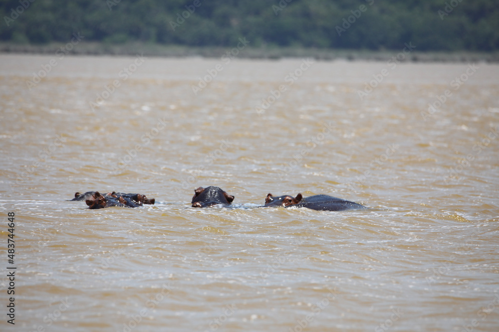 Fototapeta premium hippopotamus in water
