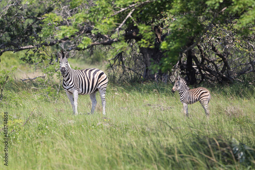zebras in continent