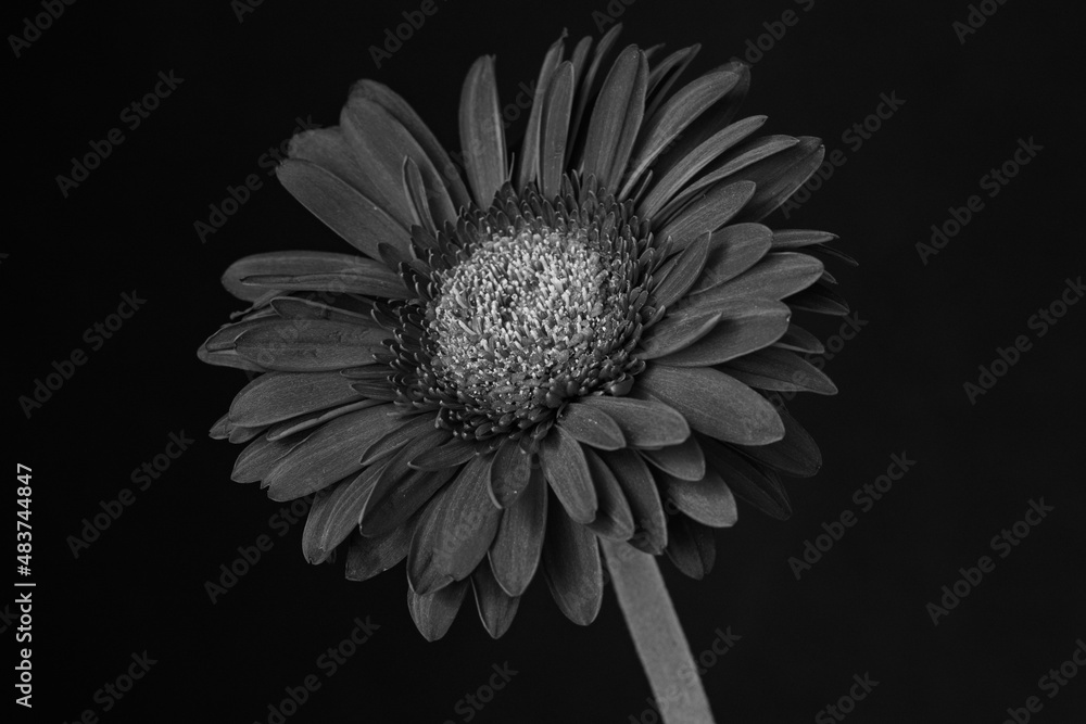 black and white dahlia black and white dahlia