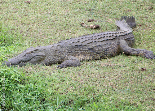 alligator in the everglades