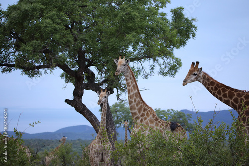 giraffe in the savannah