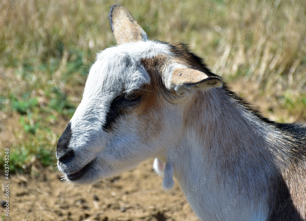 Goat head and shoulder portrait Goat head and shoulder portrait
